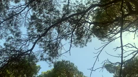 Upward-angle-to-dense-tree-canopy-spinning-in-a-dizzying-effect-against-blue-sky