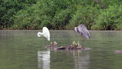 una garza gris y una garceta acicalándose las plumas en una percha en un lago salvaje