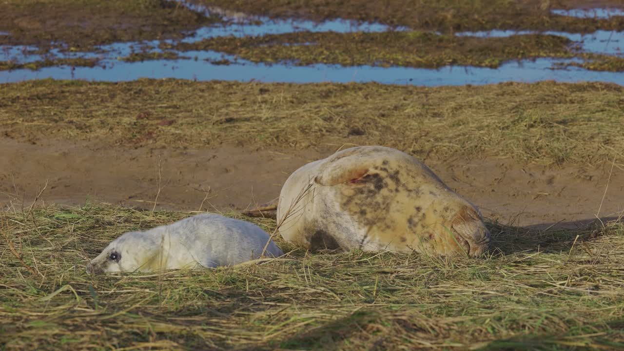 temporada de reproducción para las focas grises del atlántico, cachorros recién nacidos con pelaje blanco, madres cuidando, disfrutando del cálido sol de noviembre