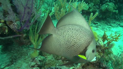 gray angelfish on the reef