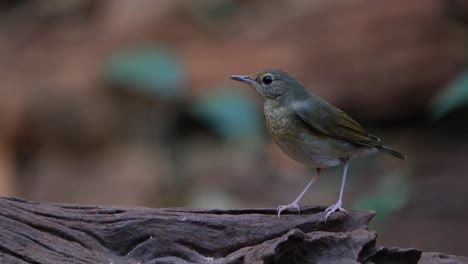 on top of a log facing to the left as it looks around, siberian blue robin larvivora cyane female, thailand