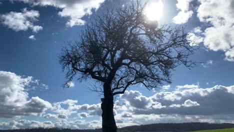 Zeitraffer-Der-Silhouette-Eines-Isolierten-Baumes-Mit-Vorbeiziehenden-Wolken
