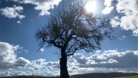 Time Lapse of the Silhouette of an isolated Tree with passing Clouds