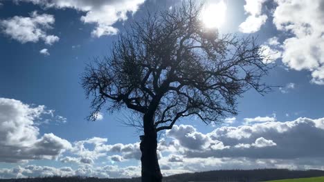 lapso de tiempo de la silueta de un árbol aislado con nubes que pasan