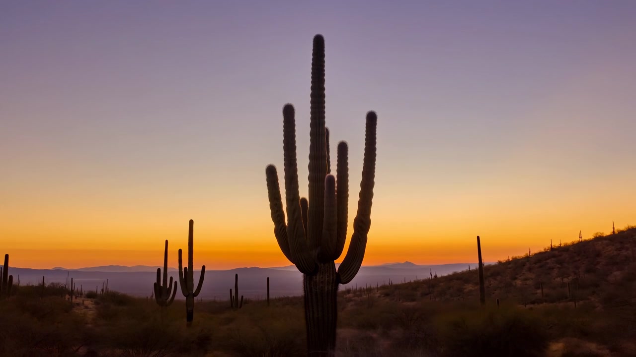 Víceramenný kaktus saguaro stojí vzpřímeně ve středu popředí jako tmavá silueta proti obloze při východu nebo západu slunce, nízké slunce blízko obzoru vytváří směrové protisvětlo a jemné okrajové světlo, které obkresluje jeho tvar.