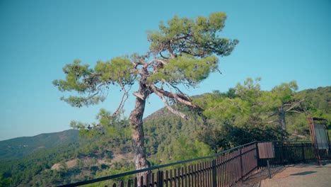 Close-up of a twisted pine tree with rugged bark standing by a railing, overlooking lush green forested hills and mountains under clear blue sky in Lovcen National Park