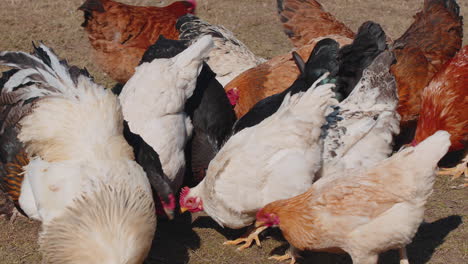 domestic free-range pasture chickens roosters walking on grass feeding on rural eco home farm coop