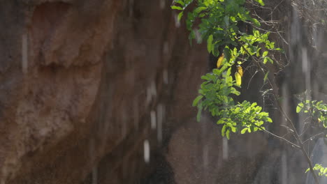 Raining-in-sunlight-view-with-green-plant-against-the-mountain