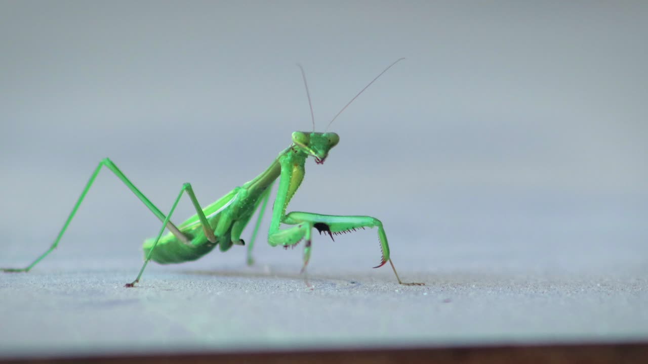 Praying Mantis Swaying Side To Side On Table, Close Up, Daytime, Maffra, Gippsland, Victoria, Australia