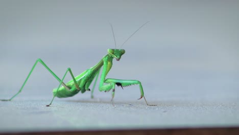 praying mantis swaying side to side on table, close up, daytime, maffra, gippsland, victoria, australia