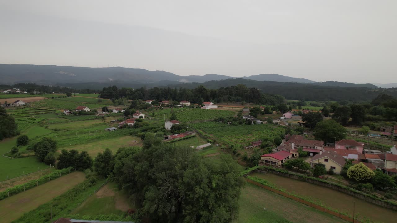 concepto de campo. viñedos en el paisaje rural
