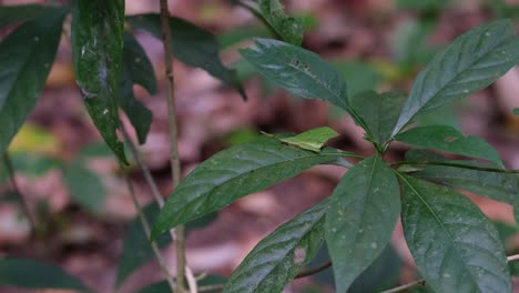 Saltamontes-Imitador-De-Hojas,-Trigonopterygidae,-Tailandia