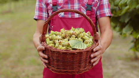 Close-up-of-man-farmer-hands-shows-good-harvest-of-raw-hazelnuts-holding-a-full-basket-in-garden