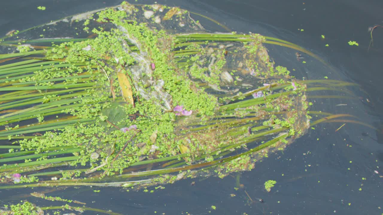 Aquatic plants, algae, and duckweed float downstream in daylight, captured in a steady overhead shot