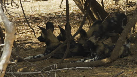 Dos-Perros-Salvajes-Africanos-Descansando-En-Un-Matorral-De-Sabana