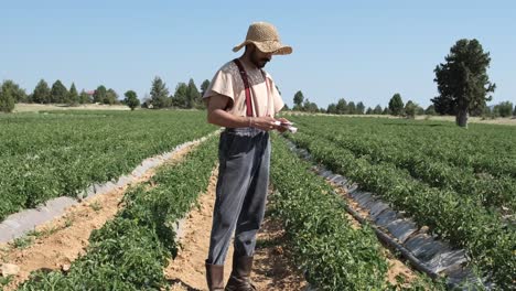 ganar dinero en el campo de tomates