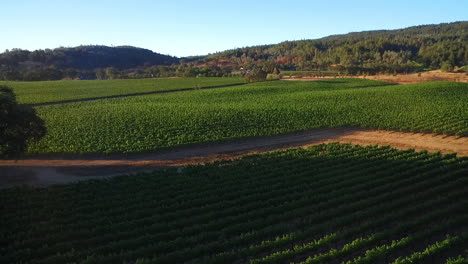 a high aerial over rows of vineyards in northern california's sonoma county  6