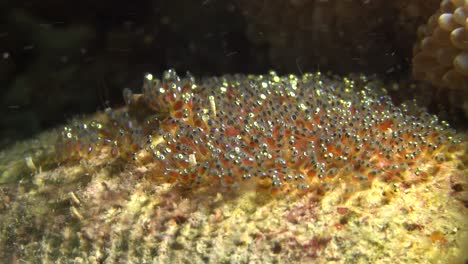 Anemone-fish-fanning-it's-eggs