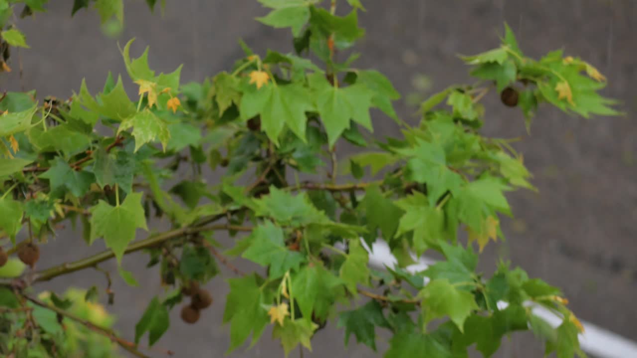 A shot of a branch full of leaves moving at the wind in a rainy day over an asphalt ground.