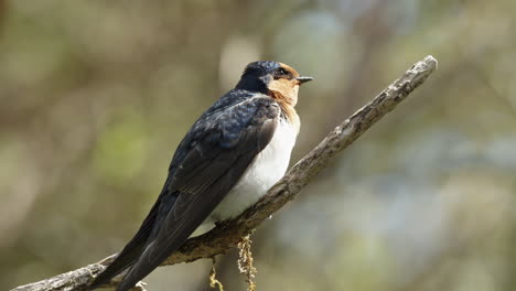 closeup of welcome swallow bird perched on the stem in south island of new zealand