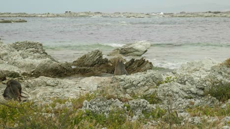 Foca-Curiosa:-La-Adorable-Foca-Mira-Hacia-Arriba,-Cautivada-Por-Las-Olas-Rompientes-En-El-Encantador-Telón-De-Fondo-Costero.