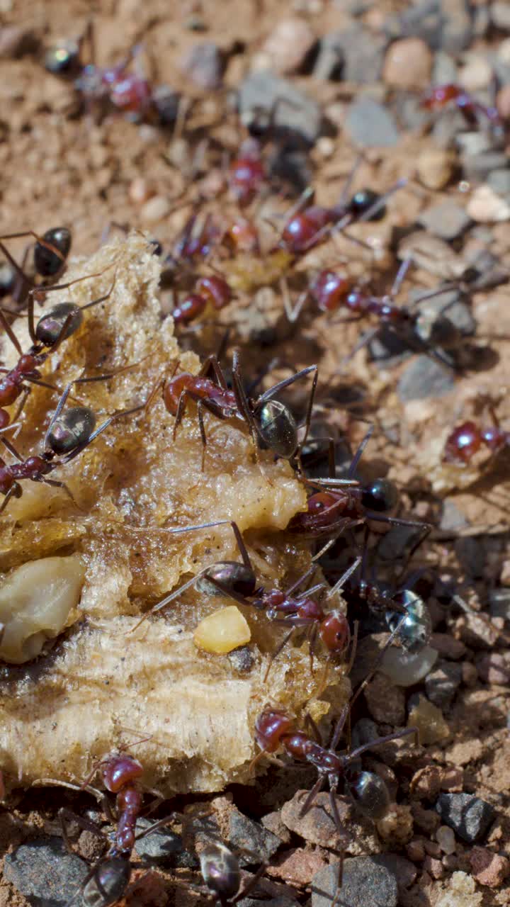 Macro primo piano di formiche Iridomyrmex che lavorano insieme su un avanzo di cibo alla luce naturale del giorno.