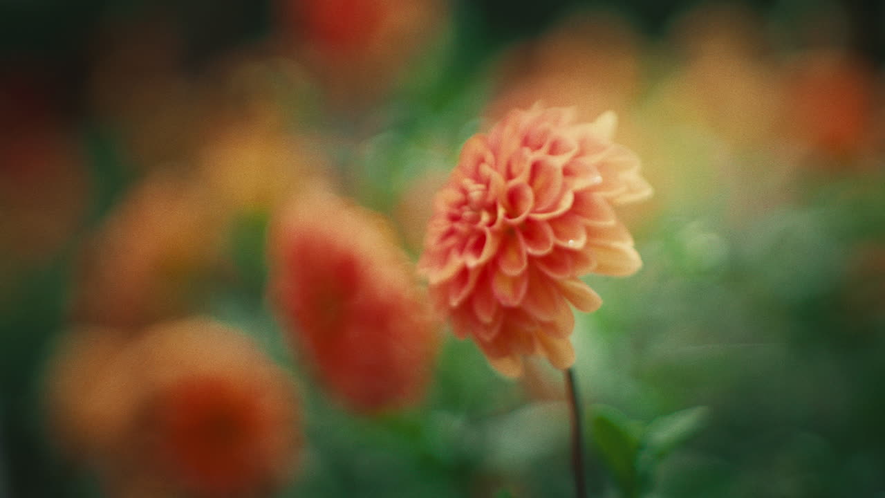 Close-up of an orange dahlia flower in bloom, soft focus background with vibrant petals and natural garden atmosphere
