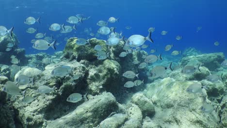 fish scenery underwater sun beams sun rays underwater mediterranean sea sun shine relaxing ocean scenery