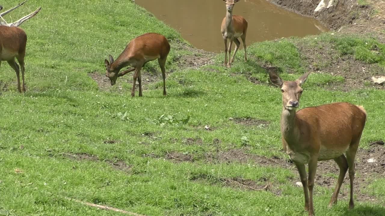 오스트리아의 여름 날씨에 연못 근처 초원에 있는 붉은 사슴 무리