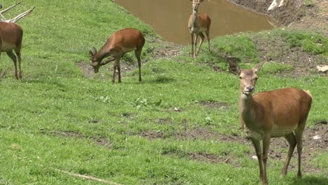 Herd-Of-Red-Deer-On-The-Grassland-Near-The-Pond-On-A-Summer-Weather-In-Austria