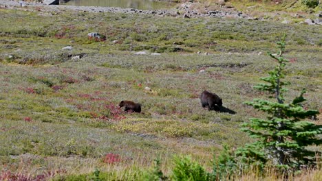 wild black bear and cub roaming through alpine meadow in remote wilderness landscape