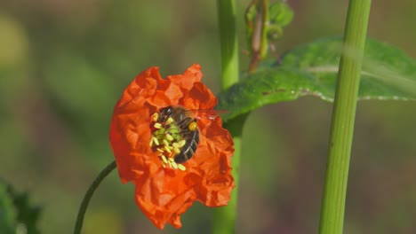 Closeup-view-bee-landing-on-red-poppy,-pollinating-flower-in-green-meadow,-slow-motion