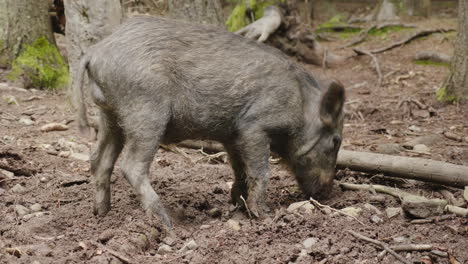 兩個野豬在森林中放牧 森林中的野生動物 4k 影片