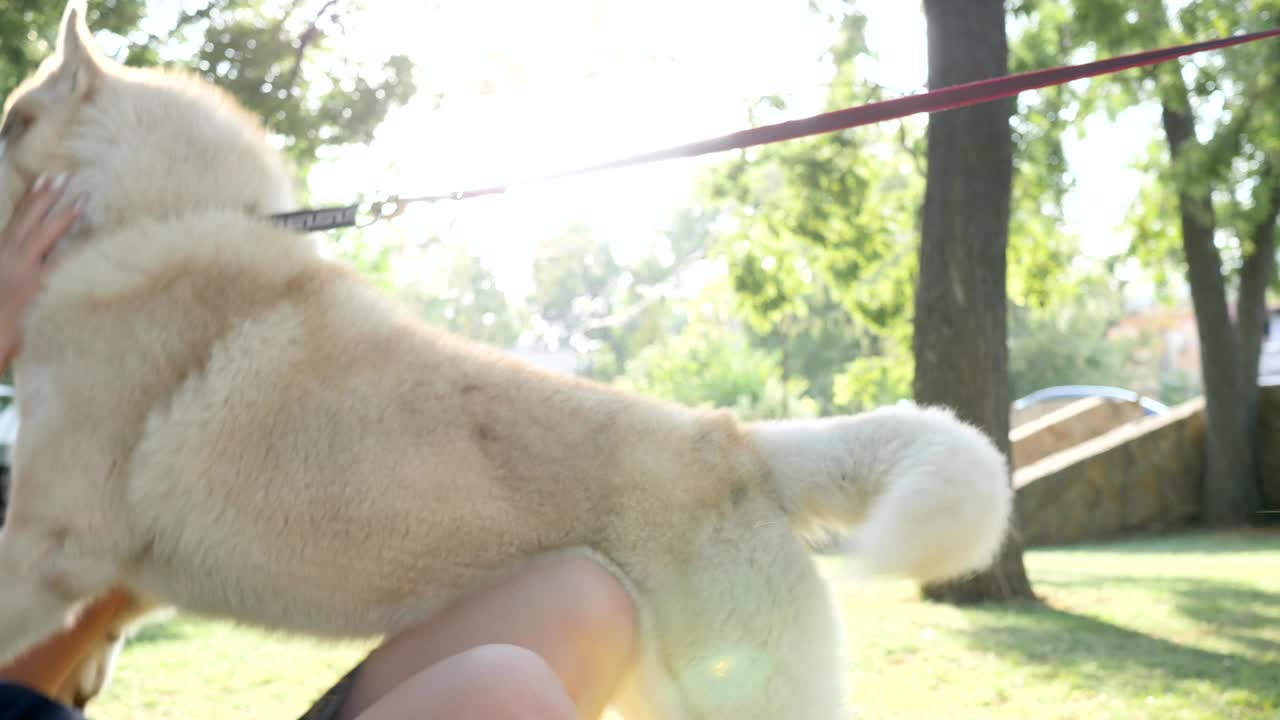 호스테스는 야외에서 애완동물과 함께 재미를 느끼고, 젊은 여성은 공원에서 개를 가까이 포옹합니다.