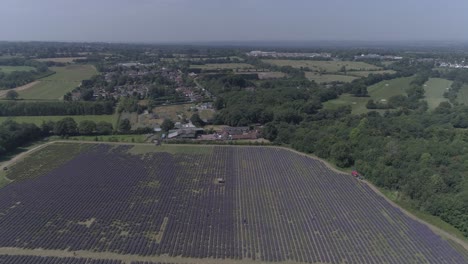 High-aerial-pass-above-lavender-field-in-Banstead,-Surrey,-England