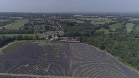 banstead, surrey, england의 라벤더 밭 위의 높은 공중 패스