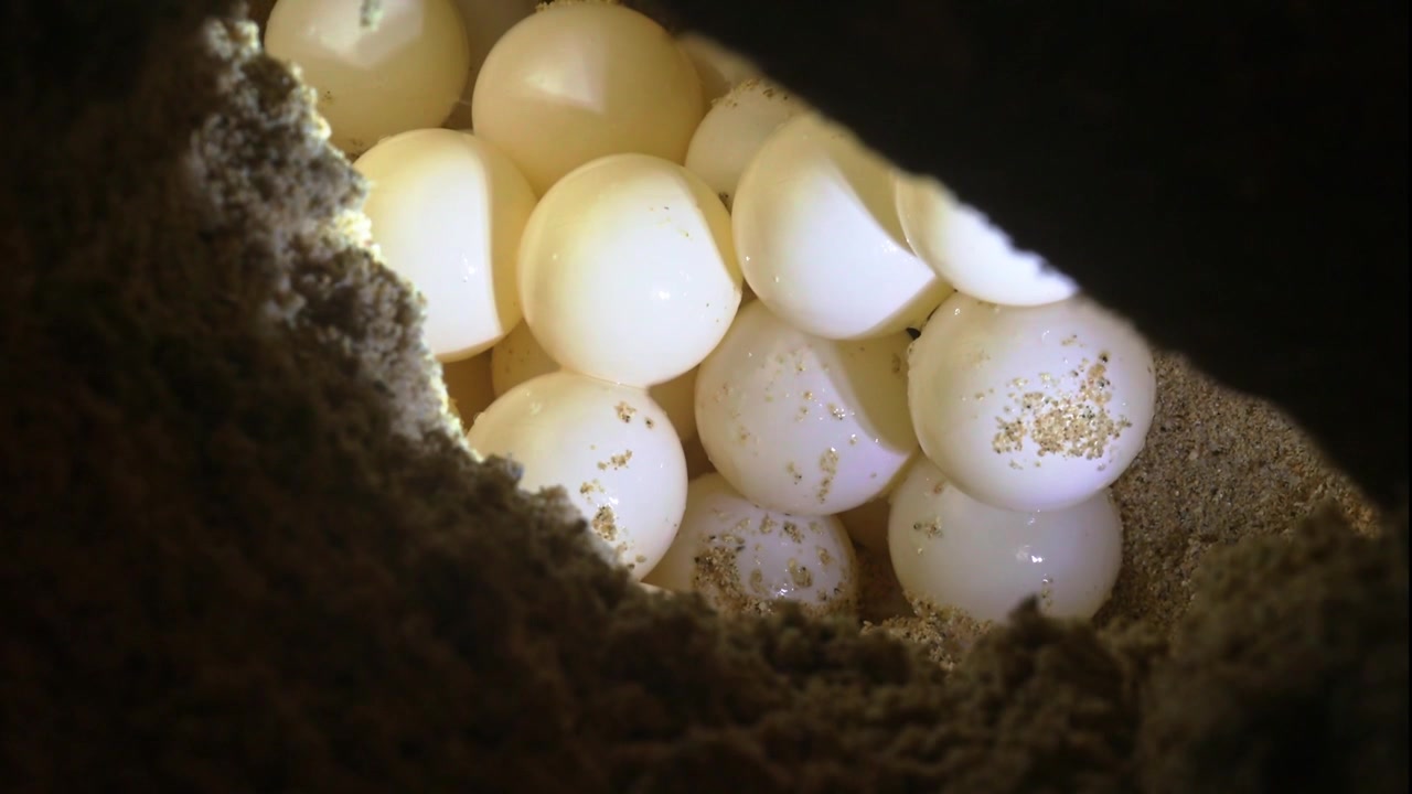 Close-up night shot of round, leathery sea turtle eggs piled inside a freshly dug sand nest, their pale shells glowing softly under torchlight.