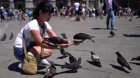 woman tourist feeding pigeons in the square - st. marks square - venice italy