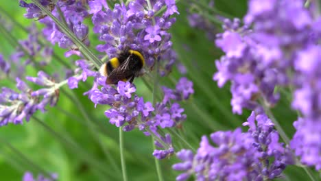 Bumble-bee-pollinating-summer-flowers