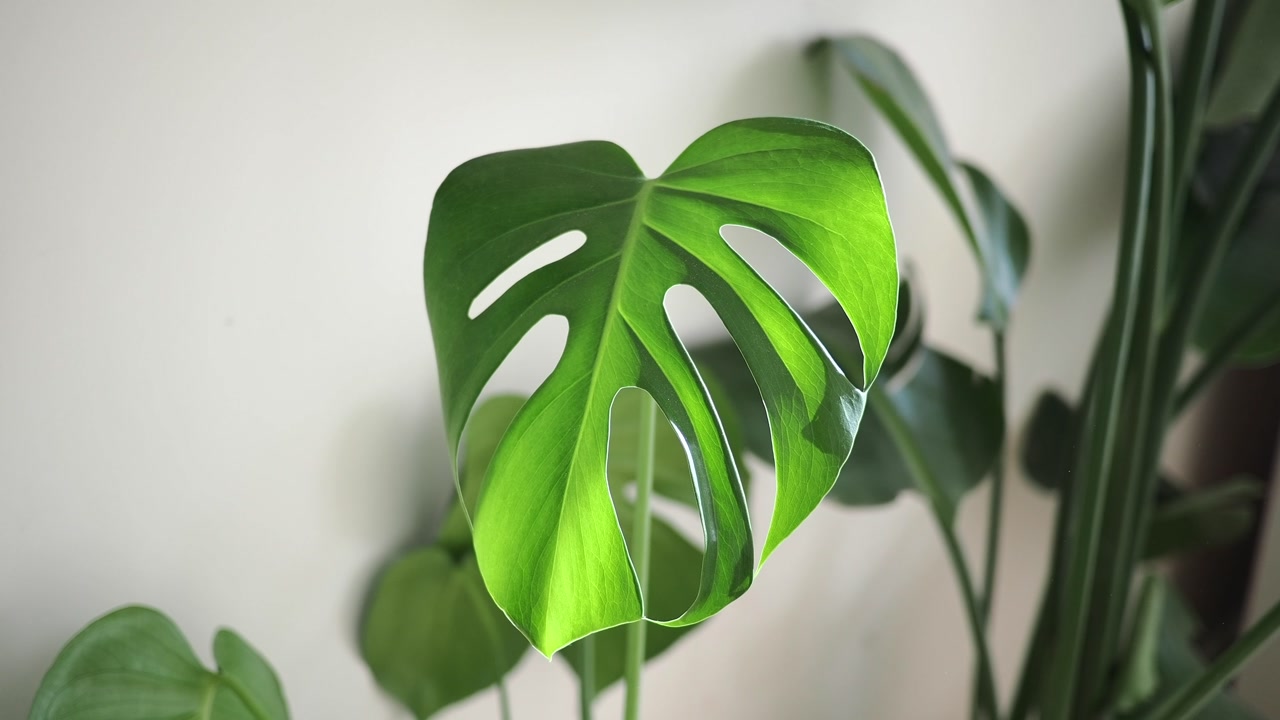 Vibrant Green Monstera Plant Leaf Swaying Gently Indoors