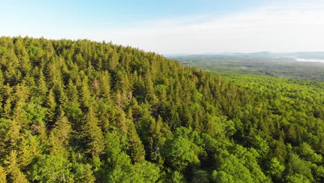 Birds-eye-view-of-trees-in-Knox-County-Maine-USA