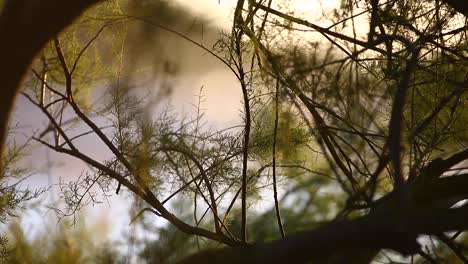 Blätter-An-Einem-Baum,-Die-Sich-Im-Hintergrund-Subtil-Mit-Dem-Wind-Bewegen