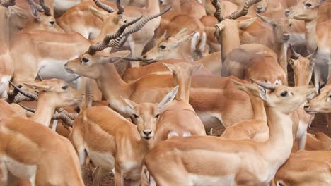 group of gazelles eating in a meadow, chinkara walking and grazing in the forest, chinkara gazelle