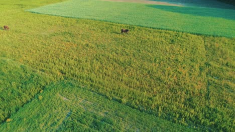 air circle drone flight over cute brown horses resting and grazing the grass. 4k.