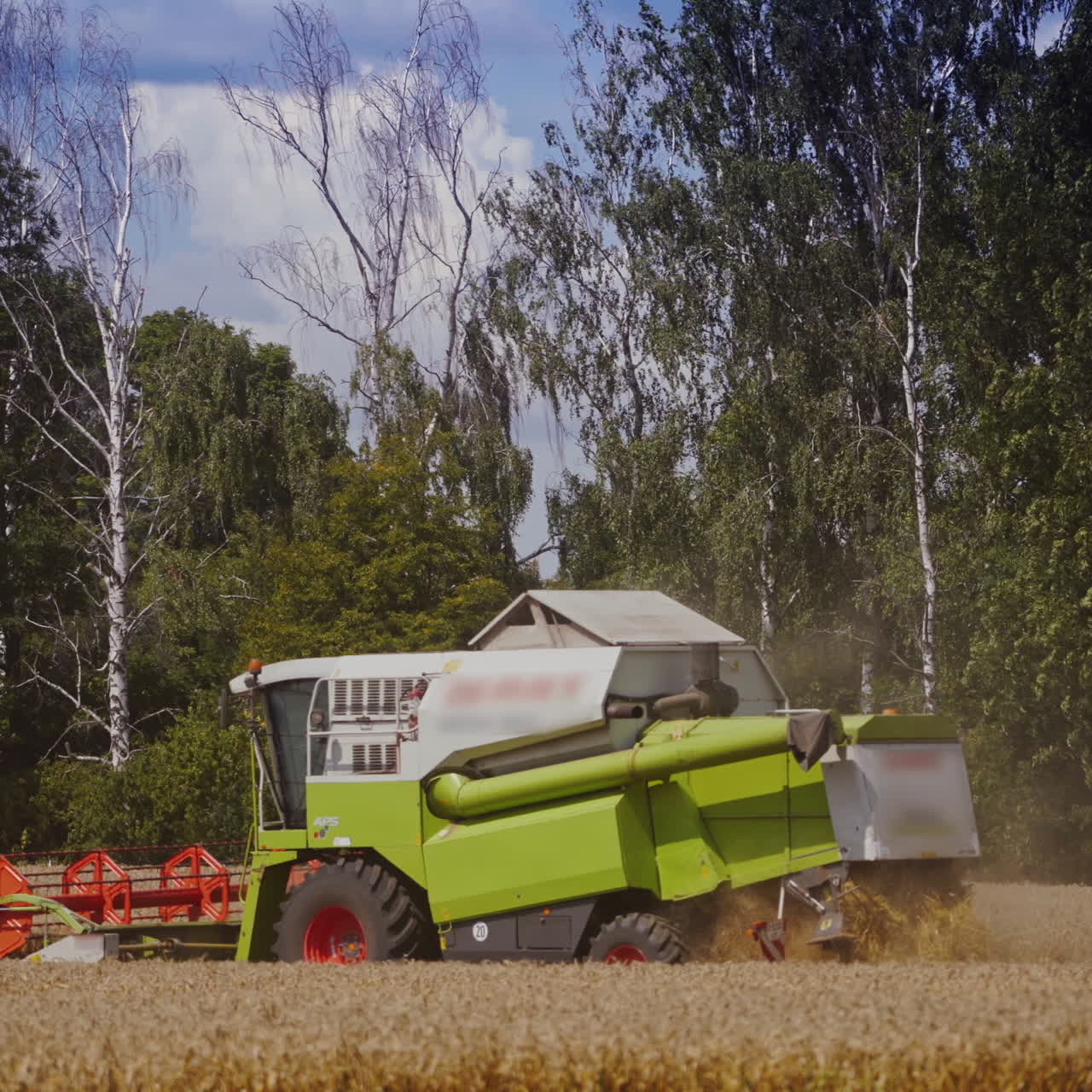 Combine harvester work on green trees background in summer. Harvesting process in the golden field of wheat outdoors.