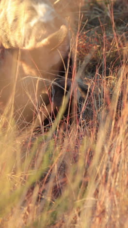 hyenas playing in the long grass