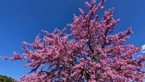 un árbol de melocotón rosa en flor contra un cielo azul brillante