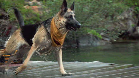 Perro-Pastor-Alemán-Corre-A-Buscar-Palo-Y-Salta-Al-Agua-Del-Lago,-Toma-En-Cámara-Lenta