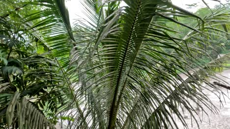 hojas de coco balanceándose en el viento, fondo de cielo nublado