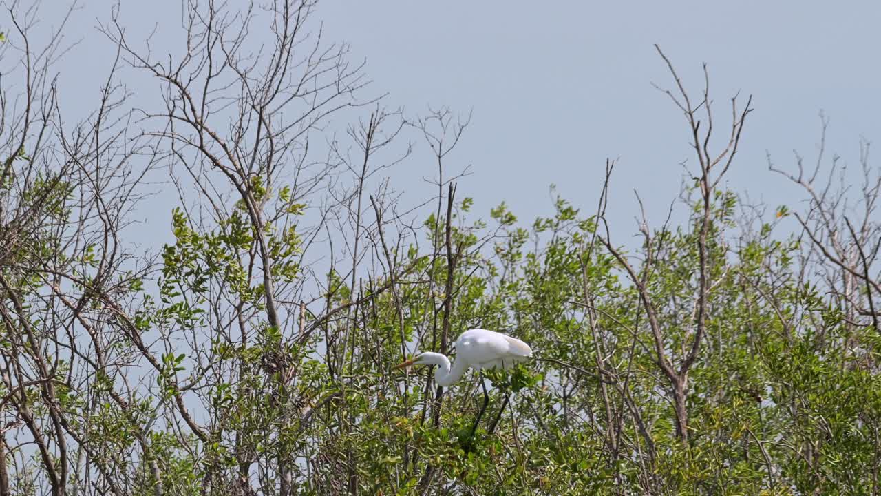 luchando contra el viento equilibrando su gran cuerpo en la parte superior de un árbol de manglar mientras la cámara hace zoom, gran garza ardea alba, tailandia